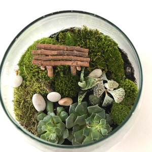 Live Moss Terrarium Starter Kit: Spagnum, Deer Moss, Soil, Bark image 8