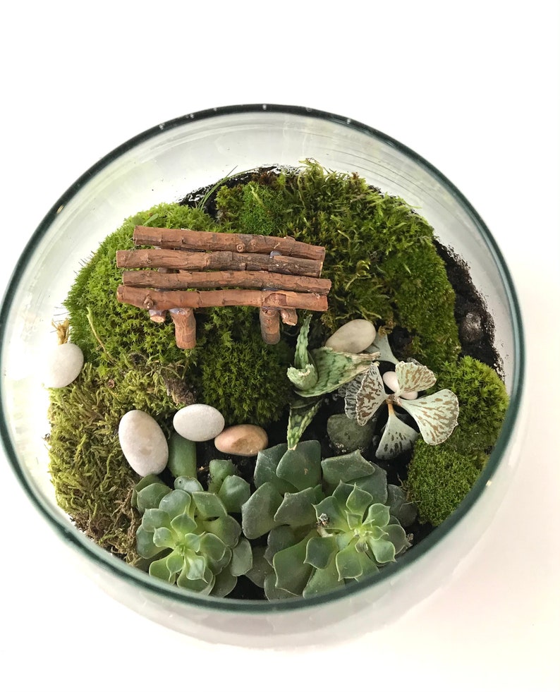 Live Moss Terrarium Starter Kit: Spagnum, Deer Moss, Soil, Bark image 8