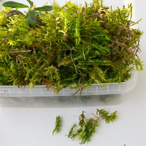 500g Chilean Sphagnum Moss Great for Orchids and Terrariums 