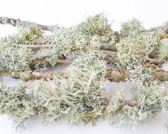 Branches with lichen moss gray white petal wedding table decoration dried nature accessories gray lichen