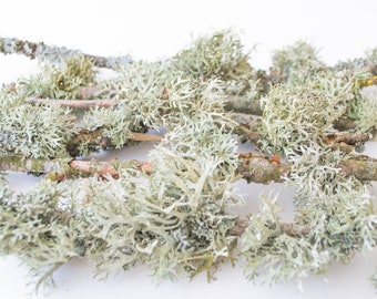 Dried Lichen Branches: Gray White Natural Decor, Terrarium Filler
