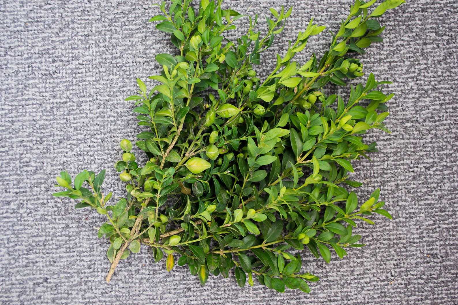 Boxwood Dried Boxwood Branches the Natural Branches Home Etsy