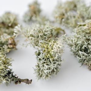 Forest gray lichen / Natural material / Home decor / For resin decoration / Floriana