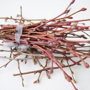 May include: A bundle of reddish-brown twigs with small buds, tied together with a clear ribbon. The twigs vary in color from light brown to deep red, creating a natural, rustic aesthetic. Perfect for crafting or decorative purposes.