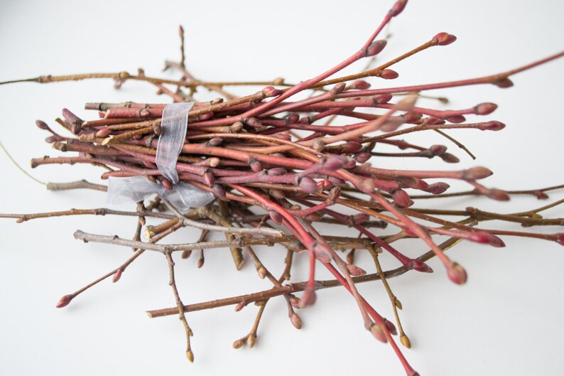 May include: A bundle of reddish-brown twigs with small buds, tied together with a clear ribbon. The twigs vary in color from light brown to deep red, creating a natural, rustic aesthetic. Perfect for crafting or decorative purposes.