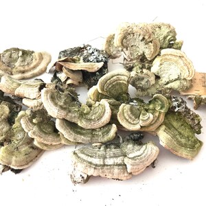 May include: A collection of dried, light brown and green mushrooms with a layered, fan-shaped structure. The mushrooms have a rough, textured surface and are arranged on a white background.