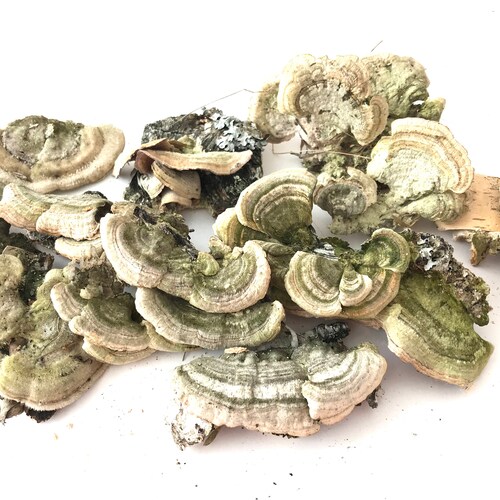 Dry mushrooms, wall decor, snags, moss, terrarium, antique frame, rustic decor, natural decoration