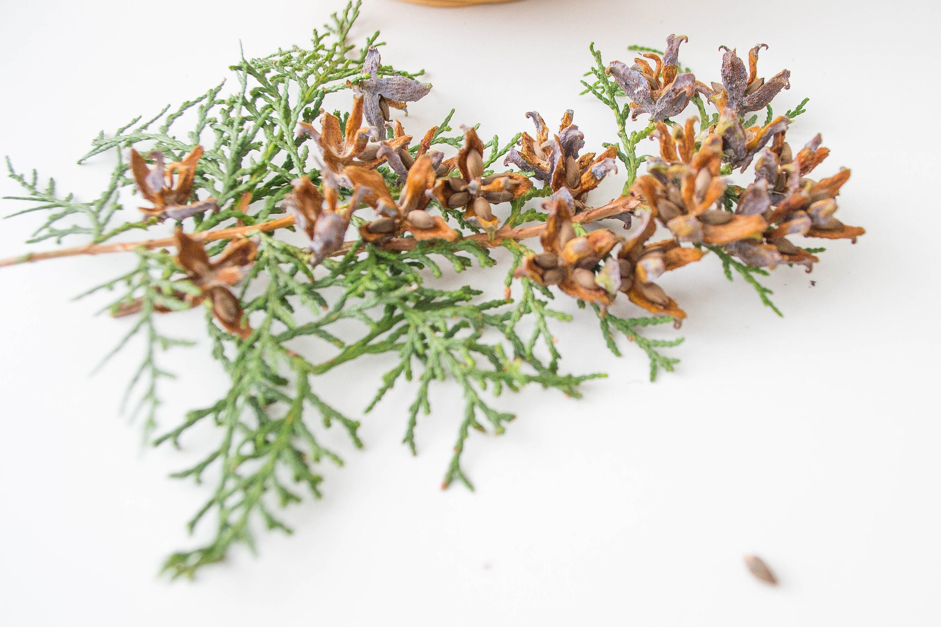 Thuja Zapfen: Natrliche Braune Weihnachts- & Hochzeitsdekoration - Etsy.de