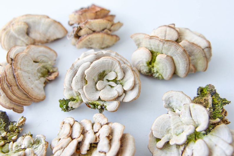 Dry mushrooms wall decor snags moss terrarium antique Etsy