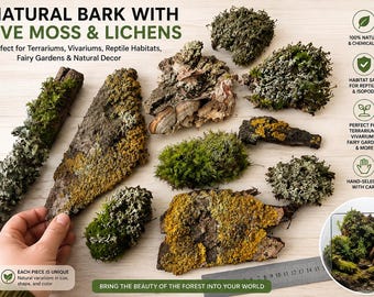 Corteza de musgo vivo para terrarios, madera de líquen natural, decoración para hábitats de reptiles