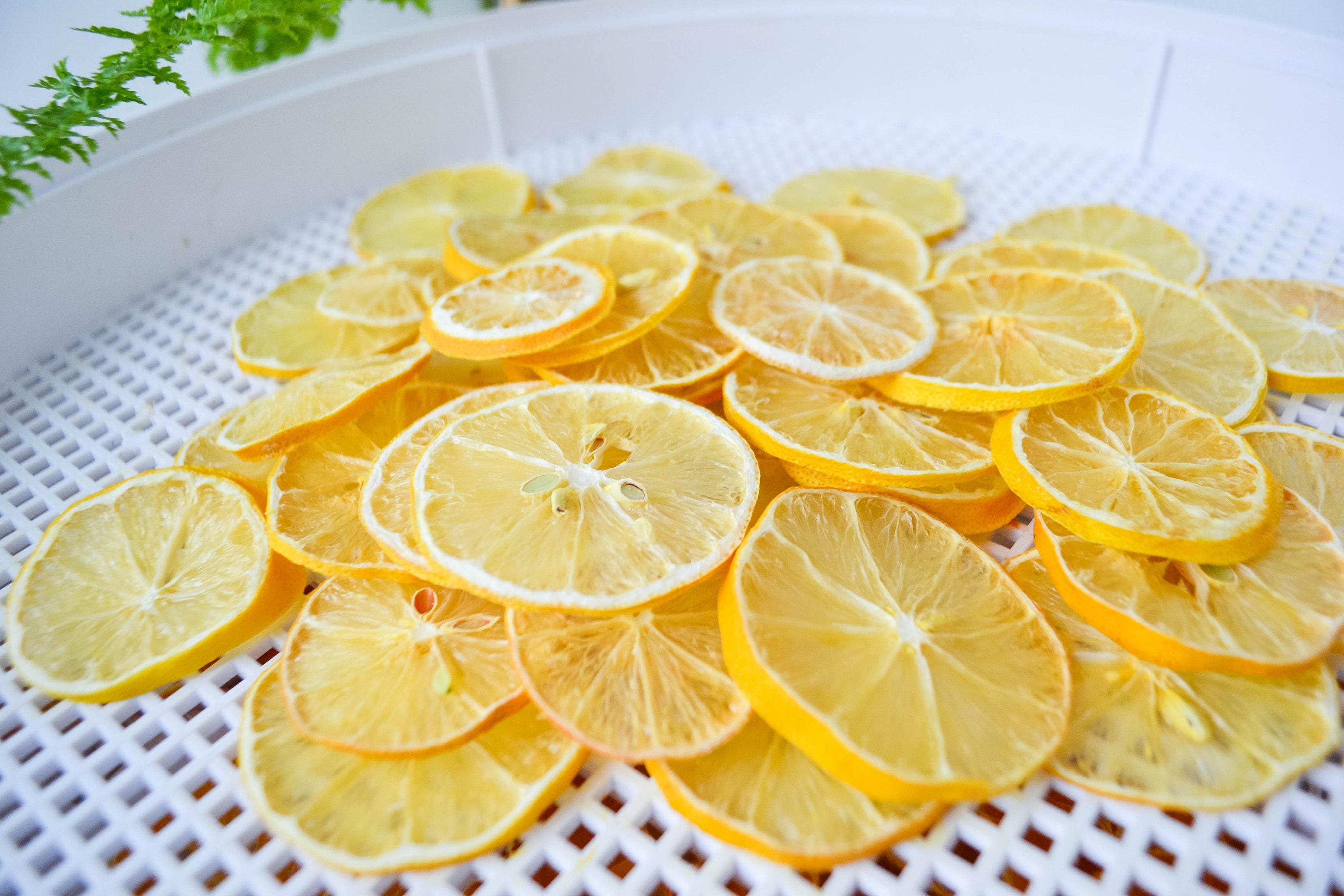 20 lemon slices / dried lemon slices / dried fruit / soap Etsy