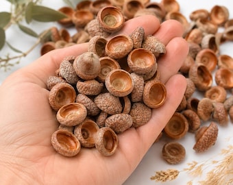 May include: A collection of small, brown, hollow acorn caps with textured, bumpy exteriors. The caps are gathered in a pile, showing their smooth, concave interiors and rough, woody outer surfaces. Many individual acorn caps are scattered around.