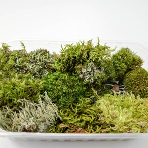A set of 5+ types of live moss to create fabulous gardens and terrariums, as well as a good gift for family holidays.
