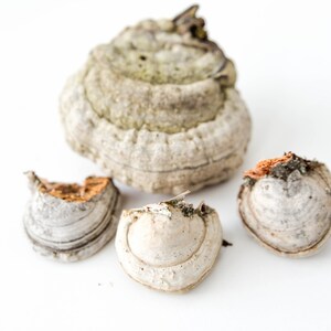 May include: Four pieces of dried, light brown and white mushroom with a rough, textured surface.