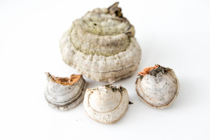 May include: Four pieces of dried, light brown and white mushroom with a rough, textured surface.