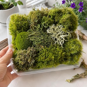 Puede incluir: Un recipiente de plástico transparente lleno de varios tipos de musgo verde y un liquen de color claro. Los musgos varían en tonos de verde, creando una exhibición natural y texturizada. Una mano sostiene suavemente el recipiente, lo que sugiere un terrario o material de manualidades.
