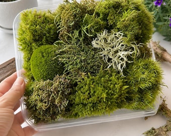 Paquete variado de musgo vivo para terrario, vivario, jardín de hadas y hábitat de reptiles.