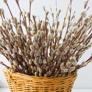 May include: A woven basket overflowing with pussy willow stems. The stems are brown, topped with soft, grey catkins. The basket is light brown, set against a white backdrop. A natural floral arrangement, perfect for spring.