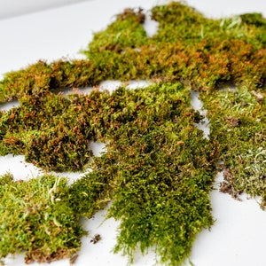 Green carpet moss, set for terrarium, natural forest painting, decoration for walls, forest style, mossy set
