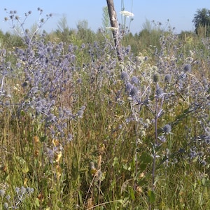 Prickly thistle, fresh harvest, home amulet. Dry bouquet of thistle blue, thistles, dried flowers, image 9