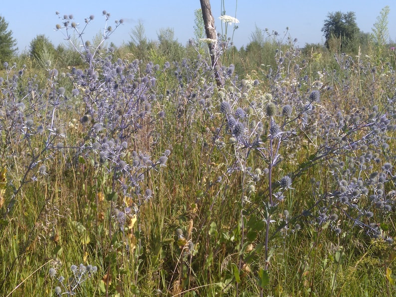 Prickly thistle, fresh harvest, home amulet. Dry bouquet of thistle blue, thistles, dried flowers, image 9