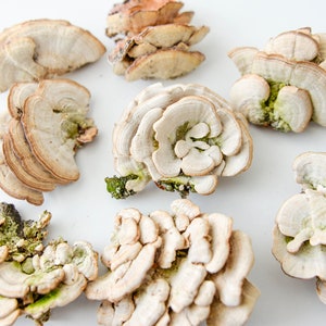 Dry mushrooms, wall decor, snags, moss, terrarium, antique frame, rustic decor, natural decoration