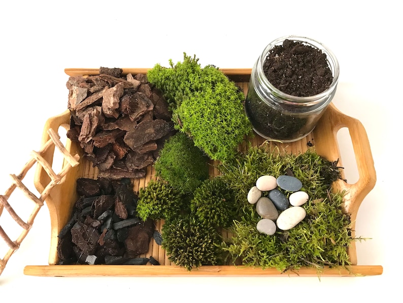 Live Moss Terrarium Starter Kit: Spagnum, Deer Moss, Soil, Bark image 2