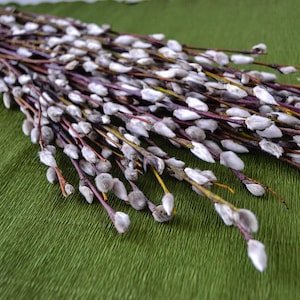 May include: A bunch of pussy willow branches with fluffy white buds arranged on a green textured surface.