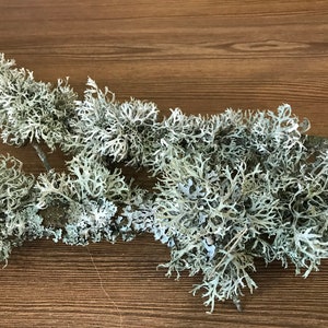 Branches with lichen, deer antler moss, gray-white lichen, floristry, terrarium, home decor, wall decor