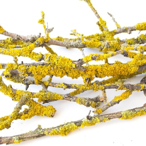Branches with yellow lichen, material for terrarium, lichen woody, floristics, home decor