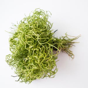 May include: A bunch of preserved green moss, ideal for crafting and decorating.