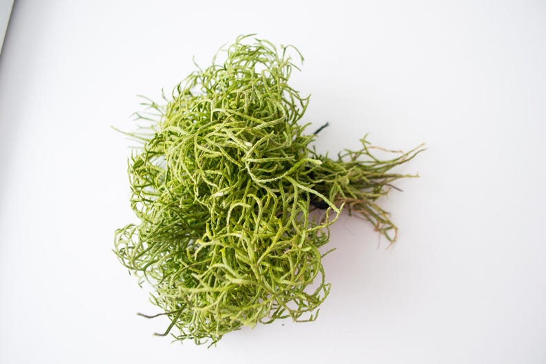 May include: A bunch of preserved green moss, ideal for crafting and decorating.