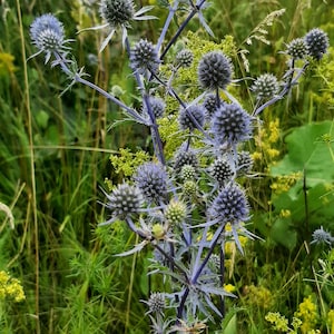 Bouquet of 25 Wild Thistle Branches Blue 2022 Thistle Dried Flowers Wedding Decor Vase Filler