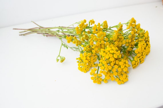 Dry Bouquet Tansy Yellow Dried Flowers Vase Filler Home Etsy