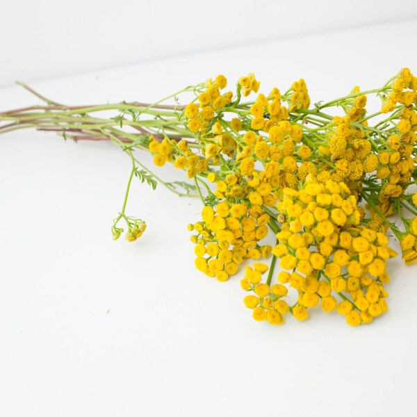 Yellow Dried Flowers Etsy