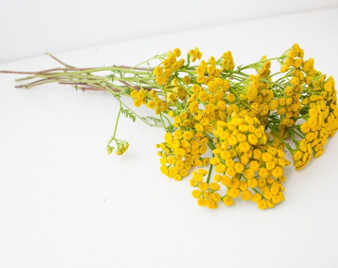 Dry Bouquet Tansy Yellow Dried Flowers Vase Filler Home Etsy