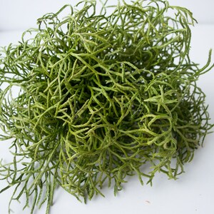 May include: A bunch of dried green sea moss, a type of seaweed, with a natural, organic look. It is a popular material for crafting and floral arrangements.