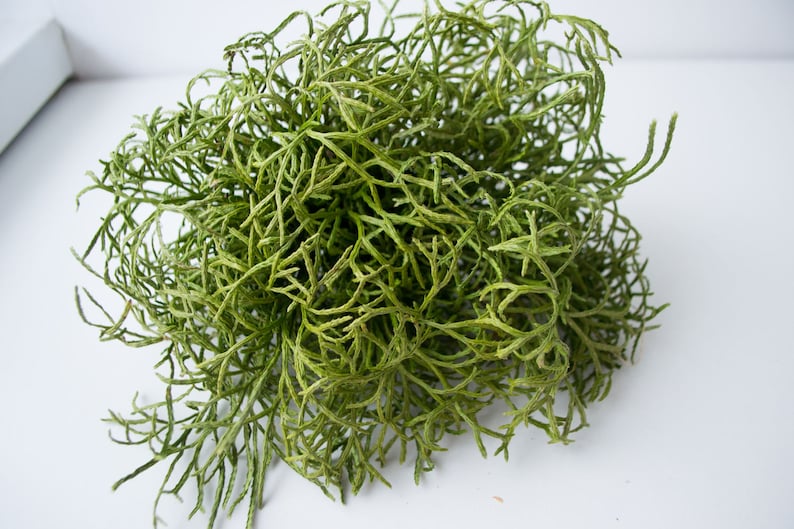 May include: A bunch of dried green sea moss, a type of seaweed, with a natural, organic look. It is a popular material for crafting and floral arrangements.