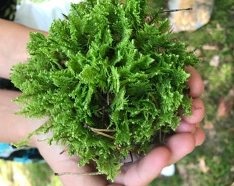 Mousse verte pour décoration de terrarium