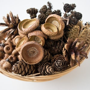 Set natuurlijke gedroogde dennenappels en eikels, kerstvaasvuller