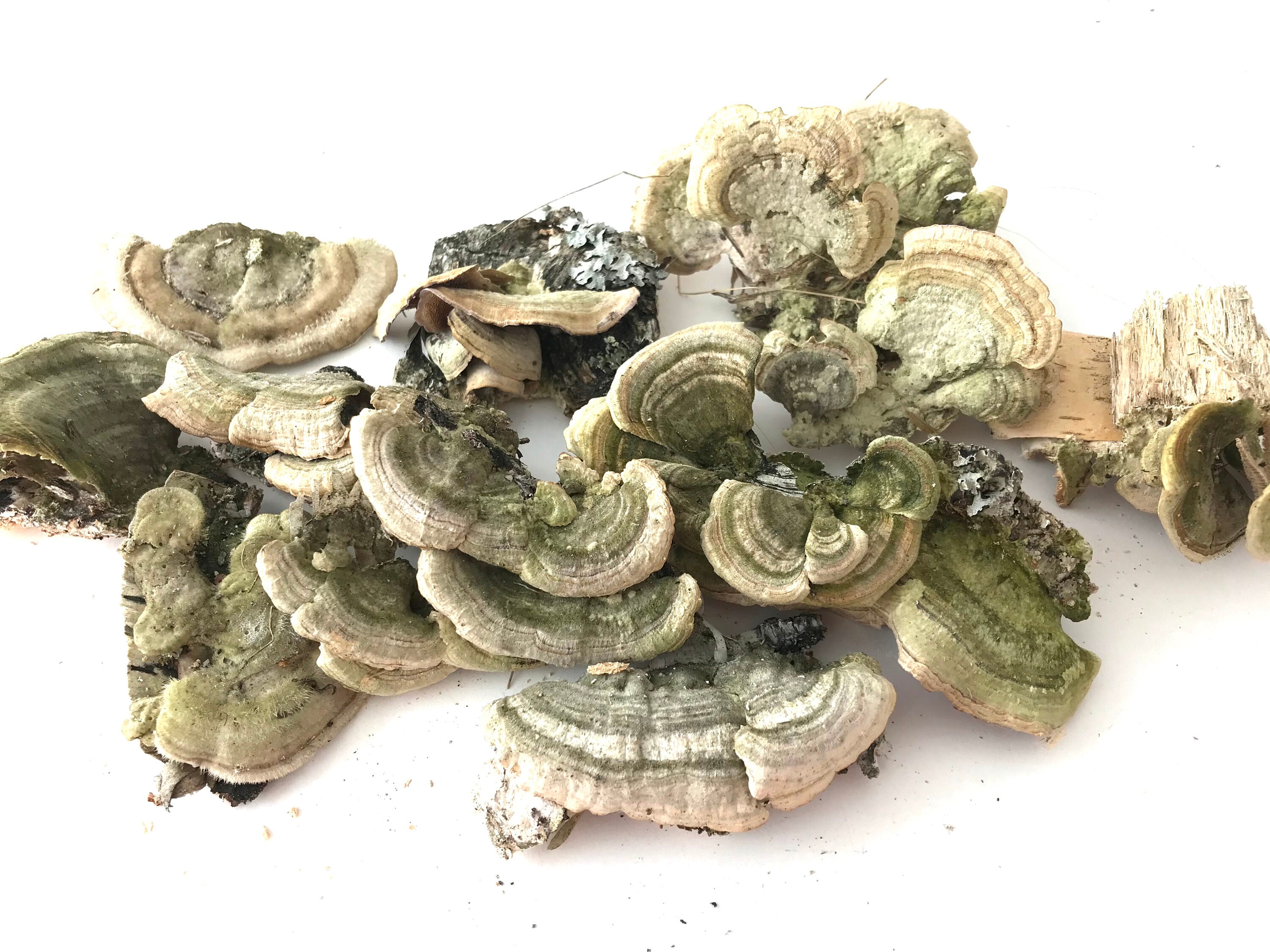 Setas secas decoración de pared enganches musgo terrario | Etsy