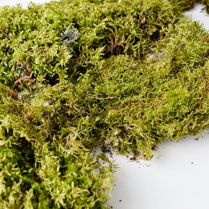 May include: A close-up of a large amount of preserved green moss. The moss is arranged in a loose pile on a white surface.