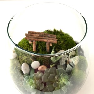 Live Moss Terrarium Starter Kit: Spagnum, Deer Moss, Soil, Bark image 9