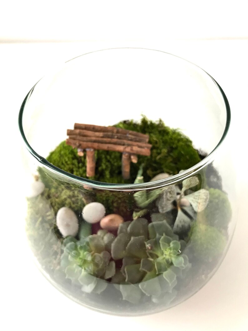 Live Moss Terrarium Starter Kit: Spagnum, Deer Moss, Soil, Bark image 9