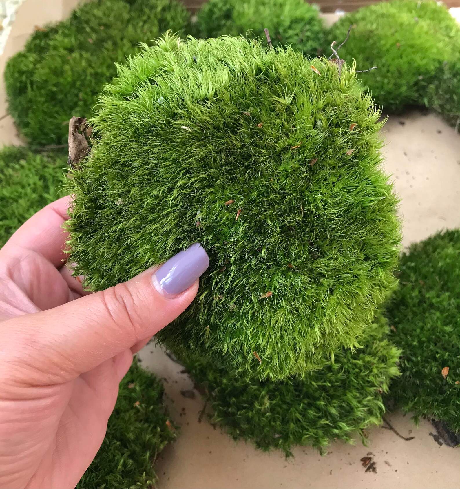 Green Pillow Moss Bun Moss Terrarium Moss Fairy Garden Etsy