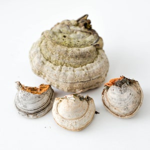 May include: Four dried mushrooms of different sizes and shapes. The largest mushroom is a light brown color with a green and white pattern. The other three mushrooms are a light gray color with a brown and white pattern.
