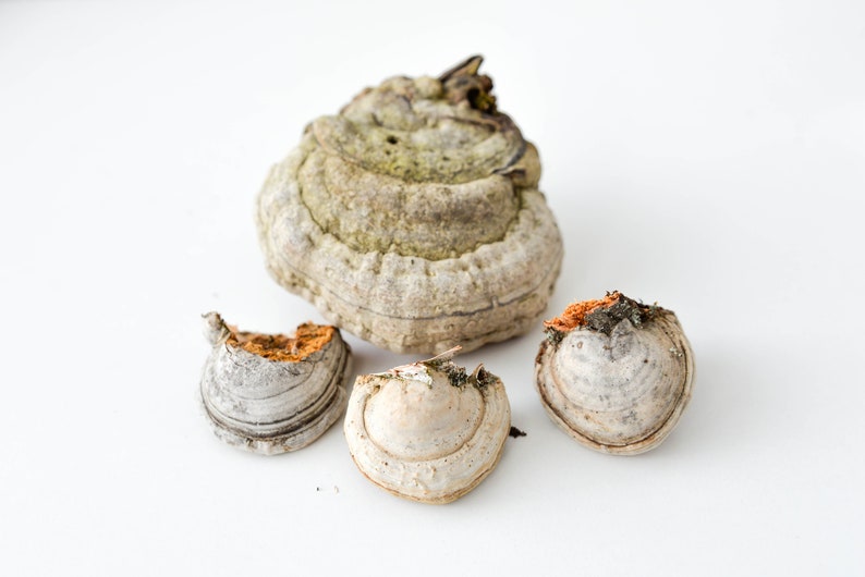 May include: Four dried mushrooms of different sizes and shapes. The largest mushroom is a light brown color with a green and white pattern. The other three mushrooms are a light gray color with a brown and white pattern.