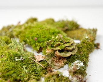 Forest Green Moss Set: Live Terrarium Moss, Natural Wall Art