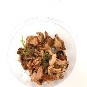 Dried Mushrooms: Natural Floristry & Jewelry Filler