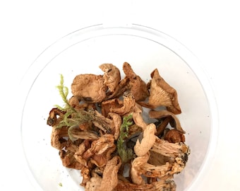 Dried Mushrooms: Natural Floristry & Jewelry Filler